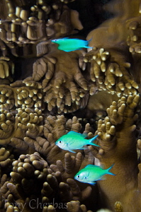 Soft Coral + Chromis + Reflection by Tony Cherbas 